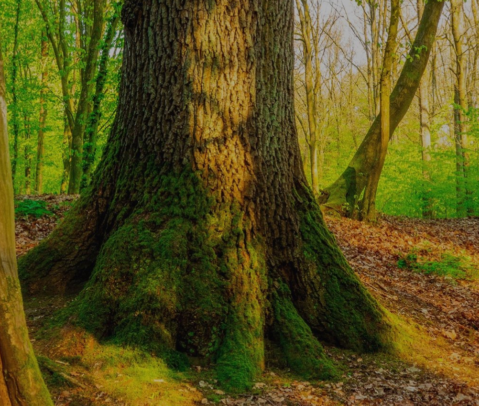 Sustainability
